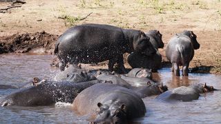 ボートで動物探し