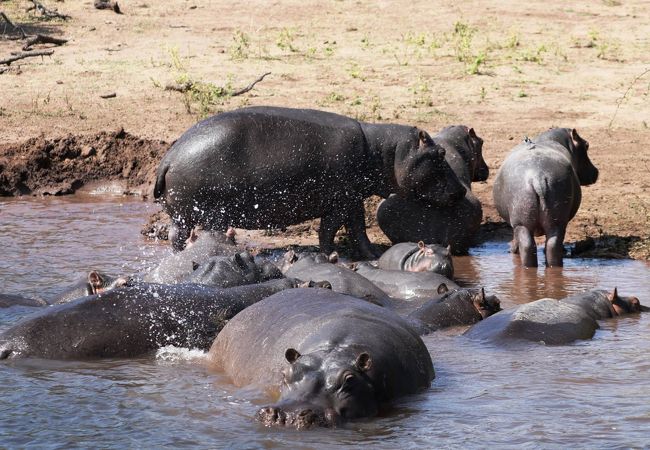 ボートで動物探し