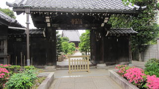 境内のサツキが綺麗でした