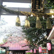 小さいながら桜に包まれた良い雰囲気の神社です