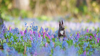 エンゴサクの花園で遊ぶエゾリスが撮れます