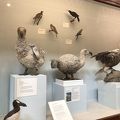 鳥の剥製がすごい！