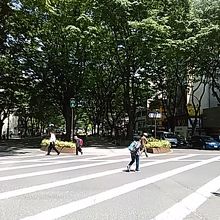 今の季節は、けやき並木が新緑で心が落ち着きます