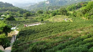 茶畑や茶館が多くある景勝地