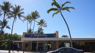 ハワイ固有のアザラシがいます