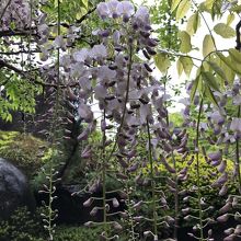 露天風呂では藤の花が咲きはじめていた