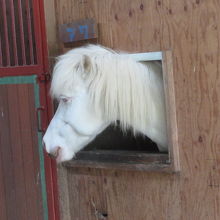 白い馬もいました