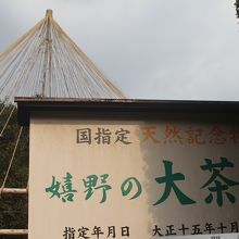 推定樹齢360年の樹形は素晴らしいですね～