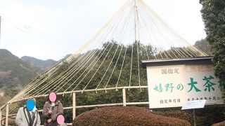 さすがは、「うれしの茶」のルーツですね～