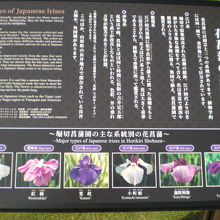 園内には、いろいろな種類の菖蒲が植えられ、解説板もあります。