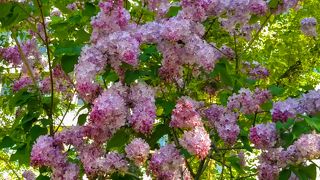 大通公園で開催中の「さっぽろライラックまつり」