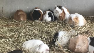 小動物がたくさんいました