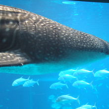 ジンベイザメが目の前に来ます