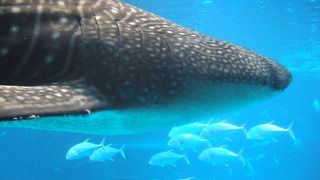 美ら海よりジンベイザメが近くに見えます