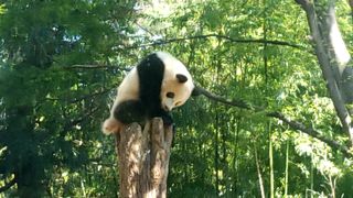 パンダ見てきました