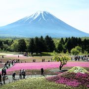 彩りあふれる芝桜と富士山