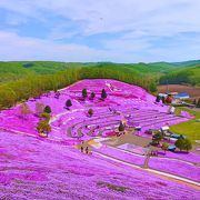 ◆本日5/24の　ひがしもこと芝桜公園