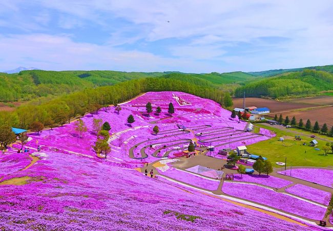 ◆本日5/24の　ひがしもこと芝桜公園