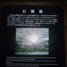 石割桜の観光案内板