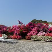 県立つつじケ岡公園のつつじの山がみごと