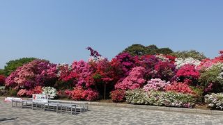 県立つつじケ岡公園のつつじの山がみごと