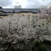 京都の隠れた桜の名所です