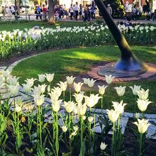 白いチューリップに囲まれた「日時計」