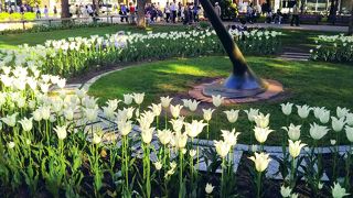 白いチューリップに囲まれた大通公園の「日時計」