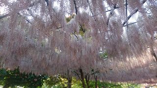 藤の美しさに見とれる