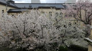 京都の隠れた桜の名所です