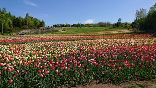 チューリップ畑の絶景！