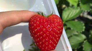 予約不要のいちご狩りセンター
