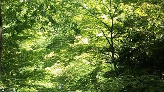 石段の上からの景色は見ごたえがありました