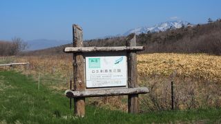 海岸線に続く原生花園エゾスカシユリの群生が見れるのは6月下旬から7月中旬だけ