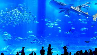 感動の大水槽