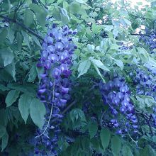 緑あふれる場所でした。