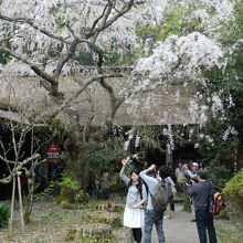 吉野水分神社境内拝殿前の桜木
