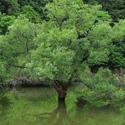 ダム湖に映る水没林の新緑が美しい