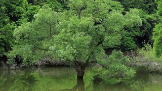 ダム湖に映る水没林の新緑が美しい