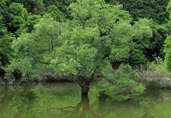 ダム湖に映る水没林の新緑が美しい