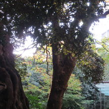 美術館前の庭には　樹齢300年越えの　シイノキ