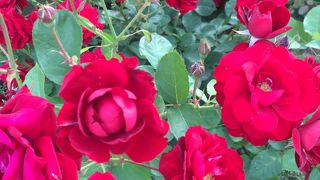 色とりどりのバラが綺麗