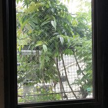 窓には緑