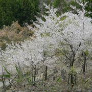 吉野山の中心の山