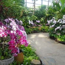 ファレノプシス温室