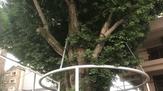 櫛田神社の山門の脇にある大きなイチョウ