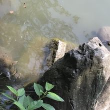 スッポンとカメ