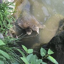 スッポンがデカイ！