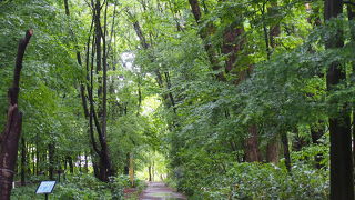 新緑の時期は木々、葉が美しい
