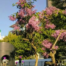 9丁目の「ブラック スライド マントラ」とライラック